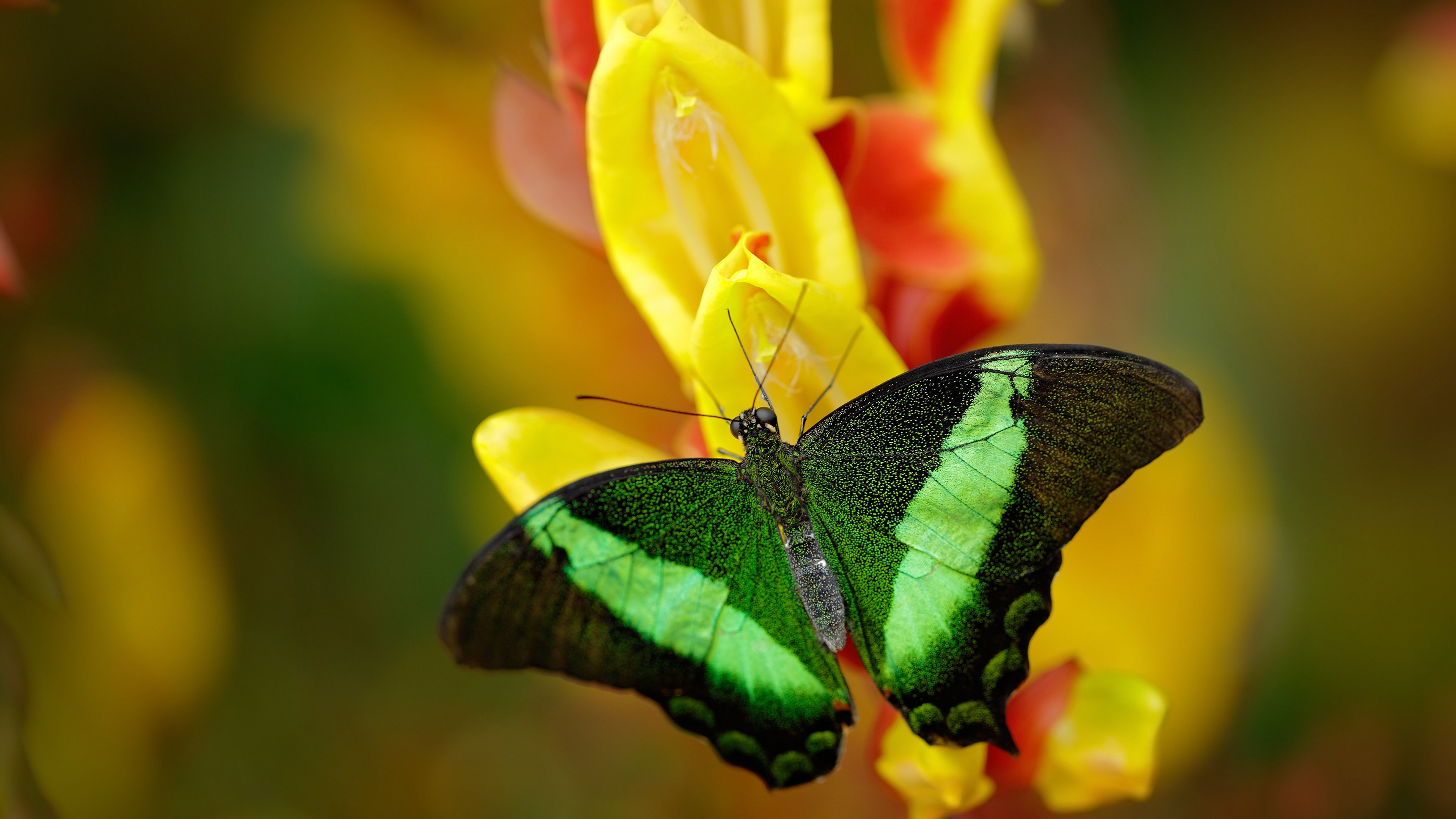 乐鱼体育app官网入口-“2025世界运动会：运动舞蹈赛场，金牛区城北体育馆成为全世界关注的焦点”